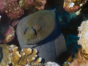 Moray eel by Steve Laycock 